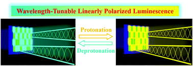Graphical abstract: Wavelength-tunable linearly polarized luminescence film constructed using a highly efficient luminescent liquid crystal with stimuli-responsive property