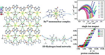 Graphical abstract: A proton conductor showing an indication of single-ion magnet behavior based on a mononuclear Dy(iii) complex