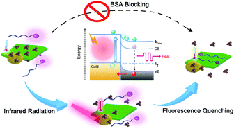 Graphical abstract: Photothermal antenna effects derived from the one-to-one coupling nanohybrids of Au plasmonics and MoS2 semiconductors