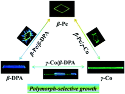 Graphical abstract: A molecular design principle towards luminescent polymorphic organic heterostructured architectures