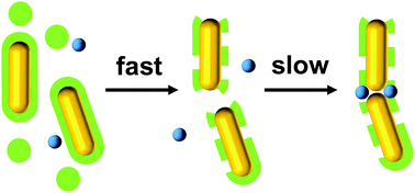 Graphical abstract: Two-step assembly kinetics of gold nanoparticles