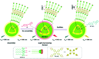 Graphical abstract: Sulfonatocalix[4]arene-based light-harvesting amphiphilic supramolecular assemblies for sensing sulfites in cells
