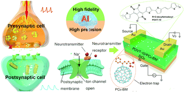 Graphical abstract: Polymer bulk-heterojunction synaptic field-effect transistors with tunable decay constant