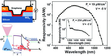 Graphical abstract: Enhanced responsivity of a graphene/Si-based heterostructure broadband photodetector by introducing a WS2 interfacial layer