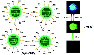 Graphical abstract: Ultralong-lived room temperature phosphorescence from N and P codoped self-protective carbonized polymer dots for confidential information encryption and decryption