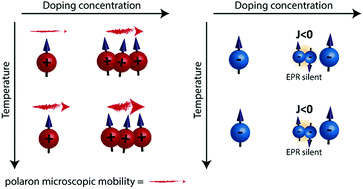 Graphical abstract: Electron spin as fingerprint for charge generation and transport in doped organic semiconductors