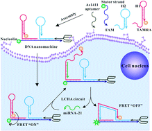 Graphical abstract: An efficient localized catalytic hairpin assembly-based DNA nanomachine for miRNA-21 imaging in living cells