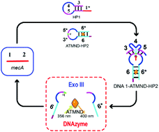 Graphical abstract: A hairpin probe-mediated DNA circuit for the detection of the mecA gene of Staphylococcus aureus based on exonuclease III and DNAzyme-mediated signal amplification