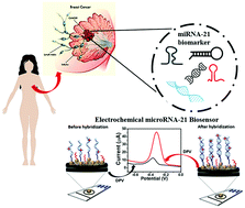 Graphical abstract: A highly sensitive electrochemical microRNA-21 biosensor based on intercalating methylene blue signal amplification and a highly dispersed gold nanoparticles/graphene/polypyrrole composite