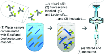 Graphical abstract: Detection of targeted bacteria species on filtration membranes