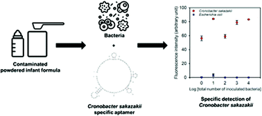 Graphical abstract: Specific detection of Cronobacter sakazakii in powdered infant formula using ssDNA aptamer