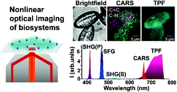 Graphical abstract: Spatially co-registered wide-field nonlinear optical imaging of living and complex biosystems in a total internal reflection geometry