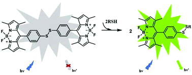 Graphical abstract: A turn-on homodimer fluorescent probe based on homo-FRET for the sensing of biothiols in lysosome: a trial of a new turn-on strategy