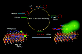 Graphical abstract: Ultrasensitive fluorometric biosensor based on Ti3C2 MXenes with Hg2+-triggered exonuclease III-assisted recycling amplification