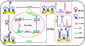 Graphical abstract: A novel ratiometric electrochemical biosensing strategy based on T7 exonuclease-assisted homogenous target recycling coupling hairpin assembly-triggered double-signal output for the multiple amplified detection of miRNA