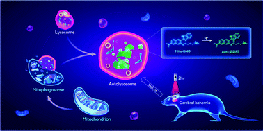 Graphical abstract: Observation of inflammation-induced mitophagy during stroke by a mitochondria-targeting two-photon ratiometric probe