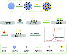 Graphical abstract: A novel electrochemiluminescence aptasensor for sensitive detection of kanamycin based on the synergistic enhancement effects between black phosphorus quantum dots and silver-decorated high-luminescence polydopamine nanospheres