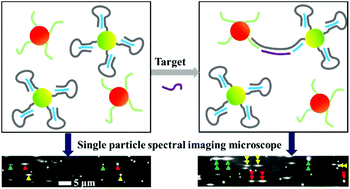 Graphical abstract: A homogeneous digital biosensor for circulating tumor DNA by the enumeration of a dual-color quantum dot complex