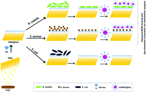 Graphical abstract: Combining vancomycin-modified gold nanorod arrays and colloidal nanoparticles as a sandwich model for the discrimination of Gram-positive bacteria and their detection via surface-enhanced Raman spectroscopy (SERS)