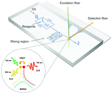 Graphical abstract: A compact fiber-integrated optofluidic platform for highly specific microRNA Förster resonance energy transfer detection