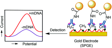 Graphical abstract: e-MagnetoMethyl IP: a magnetic nanoparticle-mediated immunoprecipitation and electrochemical detection method for global DNA methylation