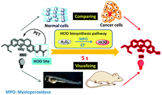 Graphical abstract: Comparing the abundance of HClO in cancer/normal cells and visualizing in vivo using a mitochondria-targeted ultra-fast fluorescent probe