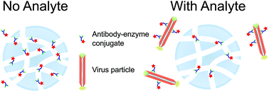 Graphical abstract: Isocratic reporter-exclusion immunoassay using restricted-access adsorbents