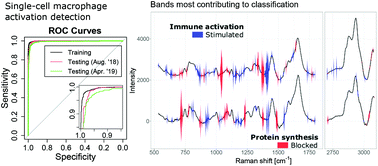 Graphical abstract: Deriving accurate molecular indicators of protein synthesis through Raman-based sparse classification