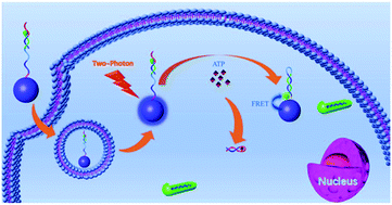 Graphical abstract: A two-photon fluorescence silica nanoparticle-based FRET nanoprobe platform for effective ratiometric bioimaging of intracellular endogenous adenosine triphosphate