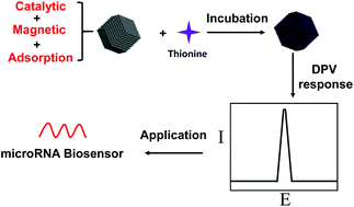 Graphical abstract: A label-free electrochemical platform based on a thionine functionalized magnetic Fe–N–C electrocatalyst for the detection of microRNA-21