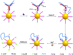 Graphical abstract: A DNAzyme-driven random biped DNA walking nanomachine for sensitive detection of uracil-DNA glycosylase activity