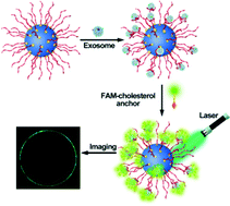 Graphical abstract: Single microbead-based fluorescent aptasensor (SMFA) for direct isolation and in situ quantification of exosomes from plasma