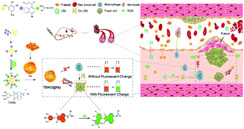 Graphical abstract: A nano-detection system based on a chemical probe for early diagnosis of atherosclerosis in situ