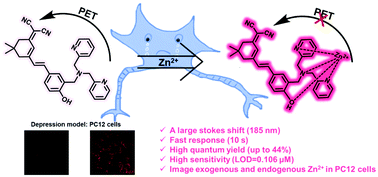 Graphical abstract: Real-time detection and imaging of exogenous and endogenous Zn2+ in the PC12 cell model of depression with a NIR fluorescent probe