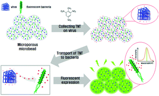 Graphical abstract: An enhanced fluorescence detection of a nitroaromatic compound using bacteria embedded in porous poly lactic-co-glycolic acid microbeads