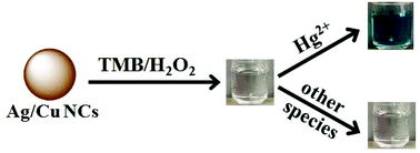 Graphical abstract: Selective colorimetric sensing of sub-nanomolar Hg2+ based on its significantly enhancing peroxidase mimics of silver/copper nanoclusters