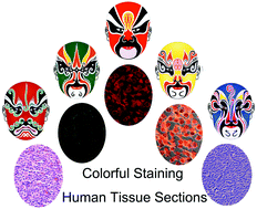 Graphical abstract: Universal colorful staining of cancer tissues and normal tissues for histological diagnosis
