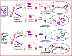 Graphical abstract: Genotyping simplified: rationally designed antisense oligonucleotide-mediated PCR amplification-free colorimetric sensing of viral RNA in HCV genotypes 1 and 3