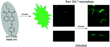 Graphical abstract: A novel p-dimethylaminophenylether-based fluorescent probe for the detection of native ONOO− in cells and zebrafish