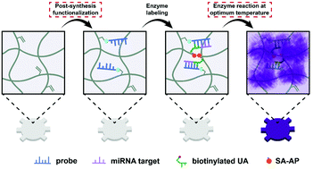 Graphical abstract: Rapid colorimetric analysis of multiple microRNAs using encoded hydrogel microparticles