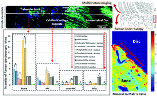 Graphical abstract: Multiphoton imaging and Raman spectroscopy of the bovine vertebral endplate