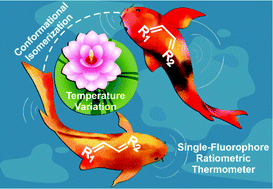 Graphical abstract: Thermal equilibria between conformers enable highly reliable single-fluorophore ratiometric thermometers