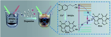 Graphical abstract: Catalytical feature of optical nanoprobes of boron nitride quantum dots in the presence of Cu2+ for the determination of dopamine