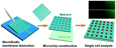 Graphical abstract: Large-scale investigation of single cell activities and response dynamics in a microarray chip with a microfluidics-fabricated microporous membrane