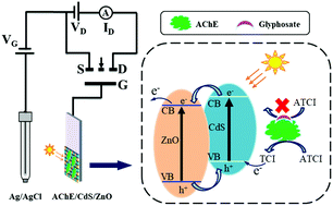 Graphical abstract: A photoelectrochemical sensor based on an acetylcholinesterase-CdS/ZnO-modified extended-gate field-effect transistor for glyphosate detection