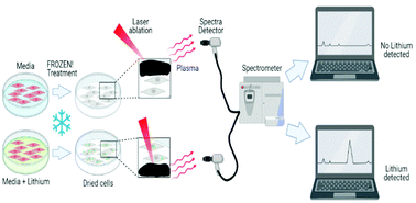 Graphical abstract: FROZEN! Intracellular multi-electrolyte analysis measures millimolar lithium in mammalian cells