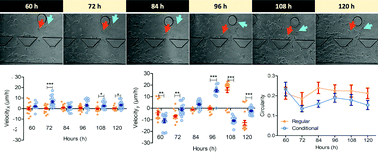 Graphical abstract: Long-term migratory velocity measurements of single glioma cells using microfluidics