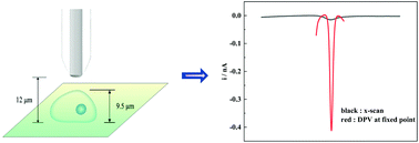 Graphical abstract: Real-time effects of Cd(ii) on the cellular membrane permeability