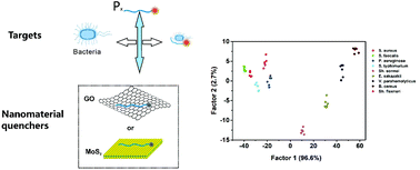 Graphical abstract: Development of pattern recognition based on nanosheet–DNA probes and an extendable DNA library