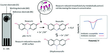 Graphical abstract: Rapid antibiotic susceptibility testing using resazurin bulk modified screen-printed electrochemical sensing platforms